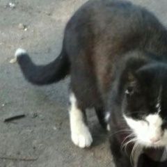 Подробнее об объявлении «Москва Найден кот» Фото: найдена кошка  «Москва Найден кот» в г. Москва