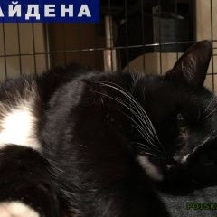 Подробнее об объявлении «Найден кот Тверь» Фото: найдена кошка  «Найден кот Тверь» в г. Тверь