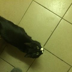 Подробнее об объявлении «Москва Найдена кошка» Фото: найдена кошка  «Москва Найдена кошка» в г. Москва