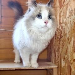 Подробнее об объявлении «Найдена кошка Загорянский» Фото: найдена кошка Невская маскарадная «Найдена кошка Загорянский» в г. Загорянский