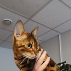 Подробнее об объявлении «Найдена кошка бенгальская Москва» Фото: найдена кошка Бенгальская кошка «Найдена кошка бенгальская Москва» в г. Москва