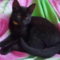 Подробнее об объявлении «Шахты Найдена кошка котенок» Фото: найдена кошка  «Шахты Найдена кошка котенок» в г. Шахты