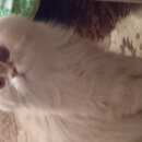 Подробнее об объявлении «Одинцово Найдена кошка кот, ул.садовая д.20» Фото: найдена кошка  «Одинцово Найдена кошка кот, ул.садовая д.20» в г. Одинцово