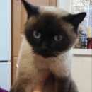 Подробнее об объявлении «Найдена кошка Геленджик» Фото: найдена кошка Сиамская «Найдена кошка Геленджик» в г. Геленджик