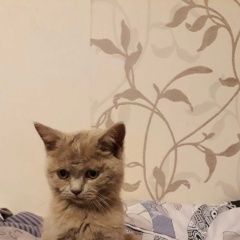 Подробнее об объявлении «Казань Найден котёнок» Фото: найдена кошка  «Казань Найден котёнок» в г. Казань
