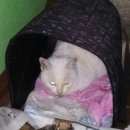 Подробнее об объявлении «Москва Найден кот белый кот» Фото: найдена кошка  «Москва Найден кот белый кот» в г. Москва