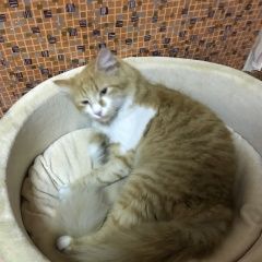 Подробнее об объявлении «Химки Найдена кошка домашняя рыжая кошечка» Фото: найдена кошка  «Химки Найдена кошка домашняя рыжая кошечка» в г. Химки