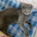 Подробнее об объявлении «Москва Найдена кошка» Фото: найдена кошка  «Москва Найдена кошка» в г. Москва