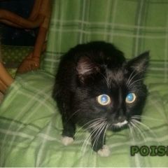 Подробнее об объявлении «Москва Найдена кошка» Фото: найдена кошка  «Москва Найдена кошка» в г. Москва