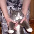 Подробнее об объявлении «Найдена кошка Орехово-Зуево» Фото: найдена кошка  «Найдена кошка Орехово-Зуево» в г. Орехово-Зуево