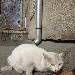 Подробнее об объявлении «Найдена кошка белая Чита» Фото: найдена кошка  «Найдена кошка белая Чита» в г. Чита