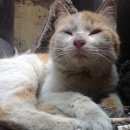 Подробнее об объявлении «Санкт-Петербург Найдена кошка крайне ласковая кошка или кот» Фото: найдена кошка Европейская короткошерстная «Санкт-Петербург Найдена кошка крайне ласковая...» в г. Санкт-Петербург