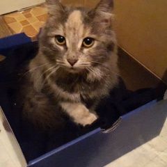 Подробнее об объявлении «Найдена кошка Тамбов» Фото: найдена кошка  «Найдена кошка Тамбов» в г. Тамбов