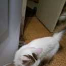 Подробнее об объявлении «Москва Найдена кошка ласковая кошка ищет хозяев» Фото: найдена кошка  «Москва Найдена кошка ласковая кошка ищет хозяев» в г. Москва