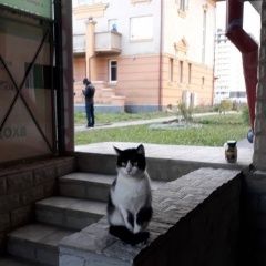 Подробнее об объявлении «Найдена кошка ласковая, явно домашняя Санкт-Петербург» Фото: найдена кошка  «Найдена кошка ласковая, явно домашняя...» в г. Санкт-Петербург