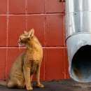 Подробнее об объявлении «Москва Найдена кошка абессинская кошка» Фото: найдена кошка Абиссинская «Москва Найдена кошка абессинская кошка» в г. Москва