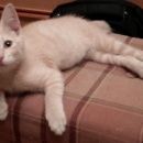 Подробнее об объявлении «Москва Найдена кошка котенок-девочка, бежевая, чертано» Фото: найдена кошка  «Москва Найдена кошка котенок-девочка, бежевая,...» в г. Москва