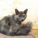 Подробнее об объявлении «Найдена кошка десятого сентября Балашиха» Фото: найдена кошка  «Найдена кошка десятого сентября Балашиха» в г. Балашиха