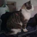 Подробнее об объявлении «Найдена кошка Павловск (Ленинградская обл.)» Фото: найдена кошка  «Найдена кошка Павловск (Ленинградская обл.)» в г. Павловск (Ленинградская обл.)