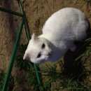 Подробнее об объявлении «Найден кот вислоухий кот Петушки» Фото: найдена кошка >  Скоттиш фолд (шотландская вислоухая) и  скоттиш страйт «Найден кот вислоухий кот Петушки» в г. Петушки