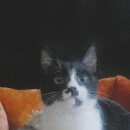 Подробнее об объявлении «Москва Найдена кошка» Фото: найдена кошка  «Москва Найдена кошка» в г. Москва