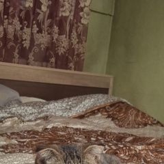 Подробнее об объявлении «Найдена кошка верну хозяину Абакан Хакасия» Фото: найдена кошка  «Найдена кошка верну хозяину Абакан Хакасия» в г. Абакан Хакасия