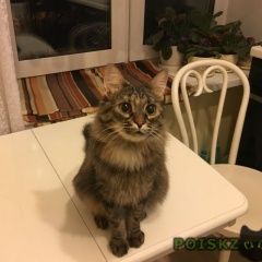 Подробнее об объявлении «Москва Найдена кошка, ростокино, ул. докукина» Фото: найдена кошка  «Москва Найдена кошка, ростокино, ул. докукина» в г. Москва