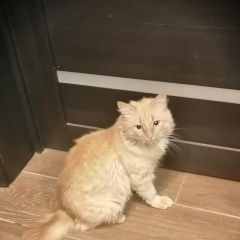 Подробнее об объявлении «Белгород Найден кот в селе ерик рыжий кот» Фото: найдена кошка  «Белгород Найден кот в селе ерик рыжий кот» в г. Белгород
