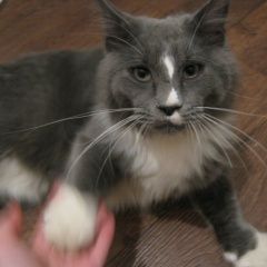 Подробнее об объявлении «Найден кот мейн-кун Ростов-на-Дону» Фото: найдена кошка Мейн-кун «Найден кот мейн-кун Ростов-на-Дону» в г. Ростов-на-Дону