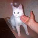 Подробнее об объявлении «Москва Найден кот» Фото: найдена кошка  «Москва Найден кот» в г. Москва