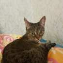 Подробнее об объявлении «Москва Найдена кошка в лианозовском районе» Фото: найдена кошка  «Москва Найдена кошка в лианозовском районе» в г. Москва