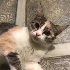 Подробнее об объявлении «Краснодар Найдена кошка приблудилась беременная кошечка» Фото: найдена кошка  «Краснодар Найдена кошка приблудилась беременная...» в г. Краснодар