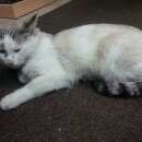 Подробнее об объявлении «Москва Найден кот очень добрый и умный.» Фото: найдена кошка  «Москва Найден кот очень добрый и умный.» в г. Москва