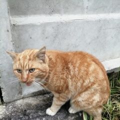 Подробнее об объявлении «Дорохово Найден кот» Фото: найдена кошка  «Дорохово Найден кот» в г. Дорохово