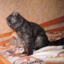 Подробнее об объявлении «Липецк Найден кот шотландский вислоухий кот» Фото: найдена кошка Шотландская вислоухая «Липецк Найден кот шотландский вислоухий кот» в г. Липецк