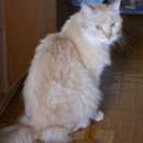 Подробнее об объявлении «Москва Найден кот взрослый» Фото: найдена кошка  «Москва Найден кот взрослый» в г. Москва