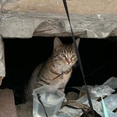 Подробнее об объявлении «Санкт-Петербург Найдена кошка васильевский остров кадетская» Фото: найдена кошка  «Санкт-Петербург Найдена кошка васильевский...» в г. Санкт-Петербург