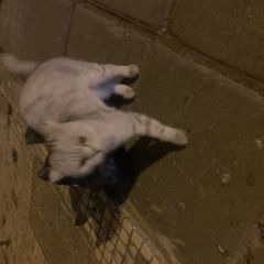 Подробнее об объявлении «Найдена кошка Истра» Фото: найдена кошка  «Найдена кошка Истра» в г. Истра