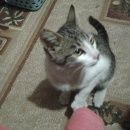 Подробнее об объявлении «Москва Найден котенок» Фото: найдена кошка  «Москва Найден котенок» в г. Москва