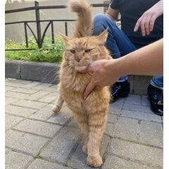 Подробнее об объявлении «Найдена кошка Санкт-Петербург» Фото: найдена кошка  «Найдена кошка Санкт-Петербург» в г. Санкт-Петербург