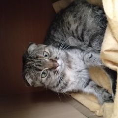 Подробнее об объявлении «Найдена кошка вислоухая Белгород» Фото: найдена кошка  «Найдена кошка вислоухая Белгород» в г. Белгород