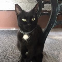 Подробнее об объявлении «Одинцово Найдена кошка пришла к дверям чёрная кошечка» Фото: найдена кошка  «Одинцово Найдена кошка пришла к дверям чёрная...» в г. Одинцово