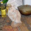 Подробнее об объявлении «Найден кот Ейск» Фото: найдена кошка Британская короткошерстная «Найден кот Ейск» в г. Ейск