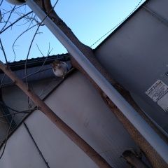 Подробнее об объявлении «Кисловодск Найдена кошка совсем молодая» Фото: найдена кошка  «Кисловодск Найдена кошка совсем молодая» в г. Кисловодск