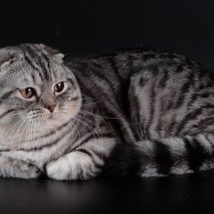 Подробнее об объявлении «Москва Найдена кошка в подвале дома обнаружен серый шотландец» Фото: найдена кошка Шотландская вислоухая «Москва Найдена кошка в подвале дома обнаружен...» в г. Москва