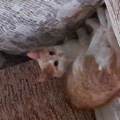 Подробнее об объявлении «Найдена кошка Оренбург» Фото: найдена кошка  «Найдена кошка Оренбург» в г. Оренбург