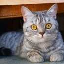 Подробнее об объявлении «Москва Найден кот» Фото: найдена кошка >  Скоттиш фолд (шотландская вислоухая) и  скоттиш страйт «Москва Найден кот» в г. Москва