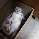 Подробнее об объявлении «Москва Найдена кошка вислоухая.измайлово» Фото: найдена кошка  «Москва Найдена кошка вислоухая.измайлово» в г. Москва