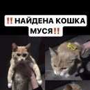 Подробнее об объявлении «Омск Найдена кошка с ошейником муся, рыже-белая, ул крупской» Фото: найдена кошка  «Омск Найдена кошка с ошейником муся,...» в г. Омск