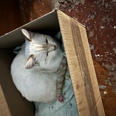 Подробнее об объявлении «Найдена кошка Воркута» Фото: найдена кошка  «Найдена кошка Воркута» в г. Воркута